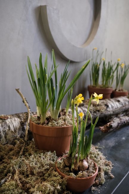 A close-up of potted daffodils with bright yellow blooms and slender green leaves, arranged in small terracotta pots. The flowers are fresh and vibrant, with delicate petals and sturdy stems, placed o